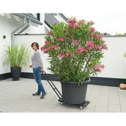 Chariot De Transport Extensible 8 Chariot De Transport Extensible -Joseph Joseph || Peugeot Soldes Magasin 604095 1 2 Chariot de transport extensible Wenko by Maximex